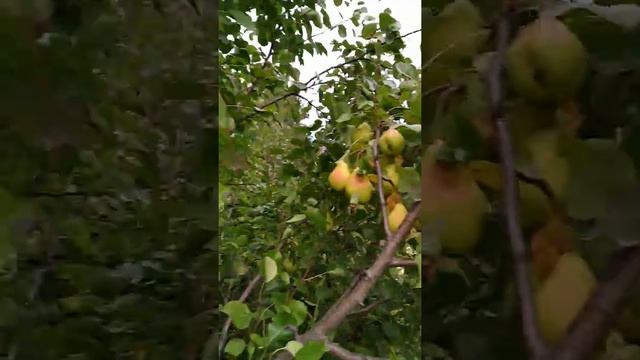 Груши в Сибири- миф или реальность? смотреть онлайн