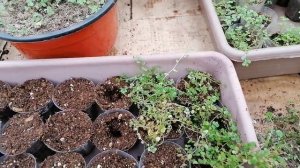 Солейролия. Уход, размножение, особенности.