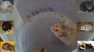 Ангорские и сирийские хомяки. Есть ли разница?