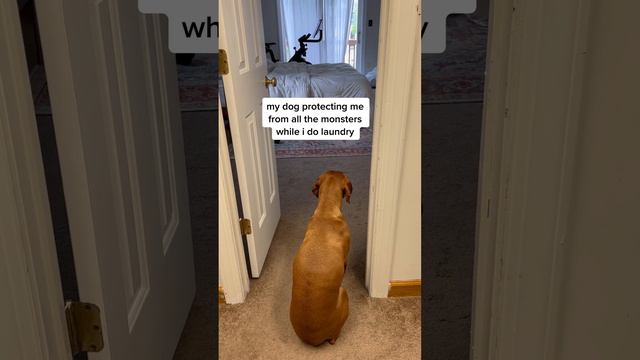 my 247 bodyguard mothersday vizslas dogs dogsofttiktok funny foyou fyp foyoupage fypシ