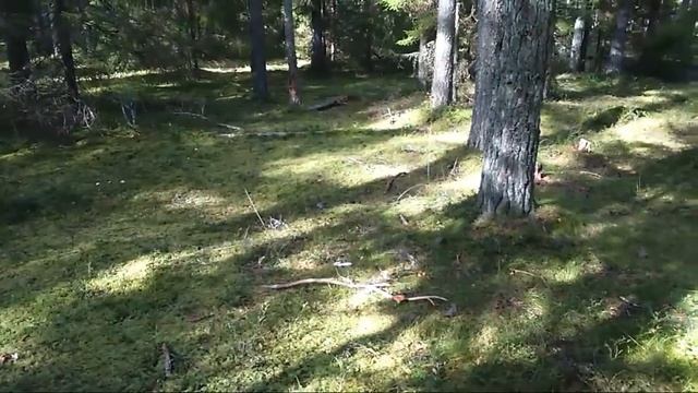 Harilik Kivipuravik 2016 Белый гриб Эстония грибы смотреть онлайн