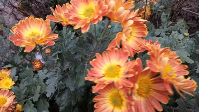 Присвячується пам'яті мами смотреть онлайн