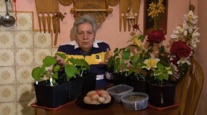 Голова садовая - ВАЖНО! Как избавиться от фитофторы