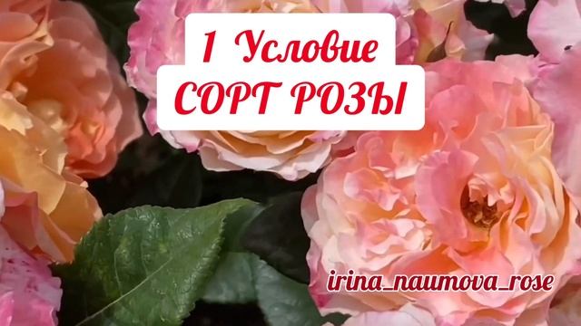3 УСЛОВИЯ ПЫШНОГО ЦВЕТЕНИЯ РОЗ. смотреть онлайн