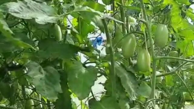 Можно ли брать семена с ГИБРИДОВ? Кто ЗА? смотреть онлайн