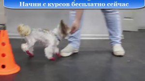 Дрессировка бивер- терьера -  трюки