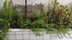 Виноград в горшке на балконе на 10 этаже собираю урожай ТАКОГО ВЫ НИГДЕ НЕ УВИДИТЕ !!!