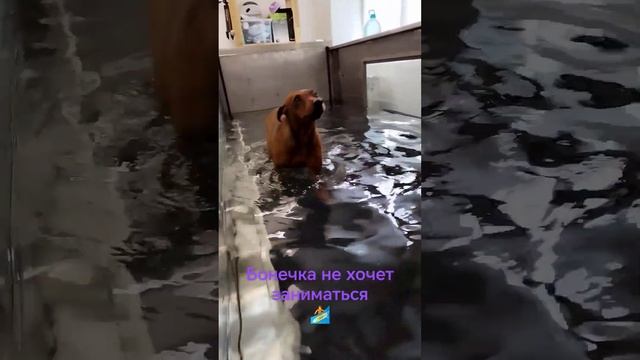 Бонечка занимается на водной дорожке, худеем, будем принимать участие в выставке.