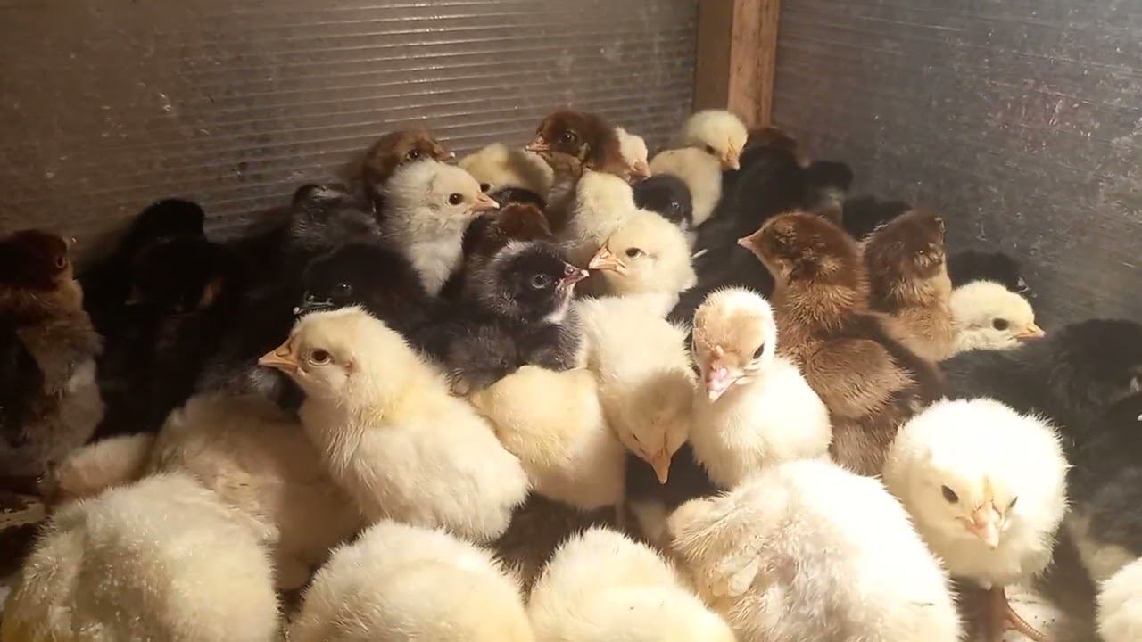 Меня опять кинули) смотреть онлайн