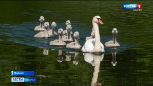 Лебединые семьи стали достопримечательностью прудов по улице Низпоташной в Майкопе