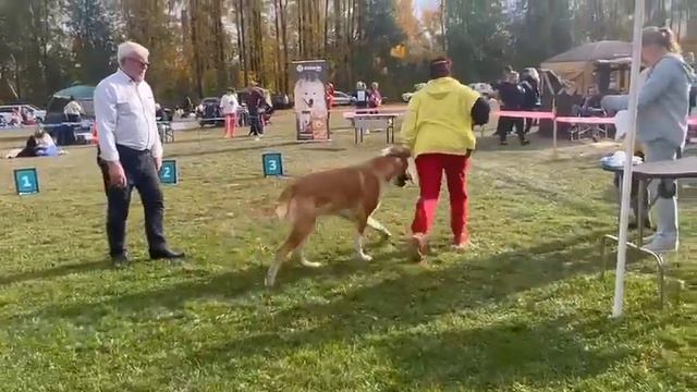 Бугай Алабай Чонгар на вы тавке в Ижевске. Судья Александров. смотреть онлайн