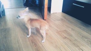 У мамы День рождения! Тётя Кристина принесла ЧИХУАХУА!!!🐕