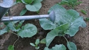 Что делать, когда не завязываются кочаны на капусте