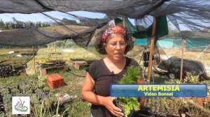 Artemisia annua