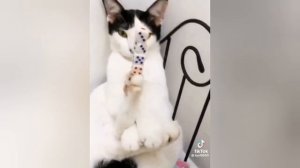 смешные видео с тик-ток.