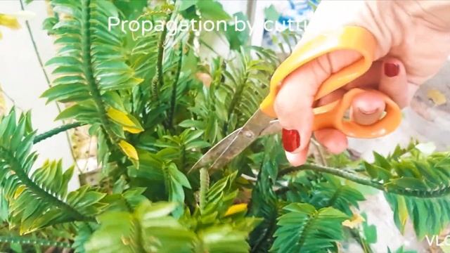 Euphorbia Tithymaloides Nanus Propagation & Care | Pedilanthus Centipede Plant