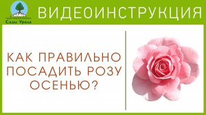 Как правильно посадить розу?