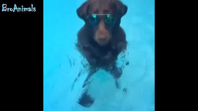 ПРИКОЛЫ С ЖИВОТНЫМИ | FUN WITH ANIMALS #337 смотреть онлайн