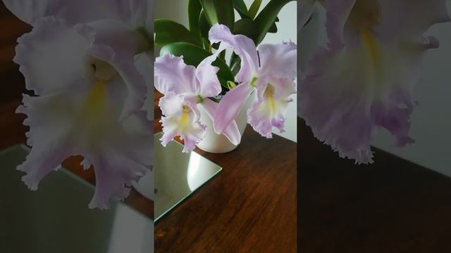 Очаровающее Цветение ❤️? Cattleya Sea Breeze Blue Ribbon. Цветение КАТТЛЕИ. ❤️? смотреть онлайн