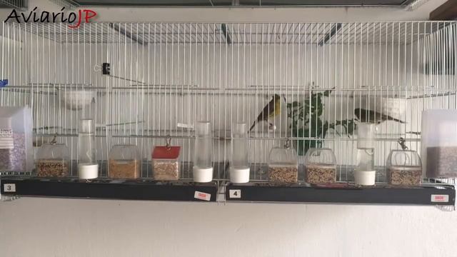 COMO ENCELAR A LOS CANARIOS | TRUCOS PARA AUMENTAR EL CELO | COMO CRIAR CANARIOS смотреть онлайн