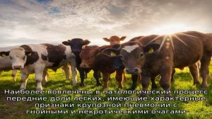 Парагрипп КРС: от диагностики до лечения