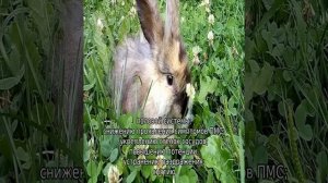 Белый клевер: описание, посадка и уход