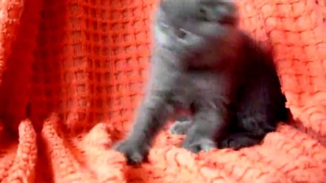 Питомник British Cat House - британский котёнок. смотреть онлайн