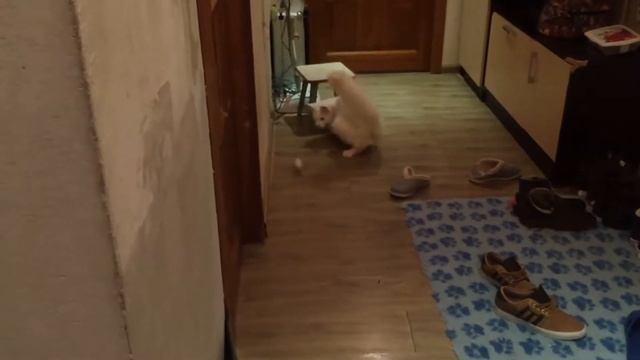 Будни мейн куна Кшиштофа смотреть онлайн