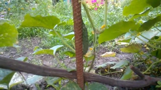 Семена Седек "Огурец китайский жароустойчивый" смотреть онлайн