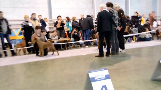 монопородная выставка ирландских терьеров Москва, 2014 г