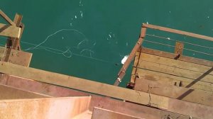 Ловля ската в черном море