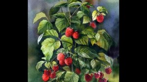 Кубанская казачка - Ой, вставала я ранёшенько