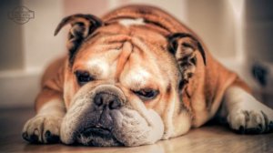 ВИДЕО ПРО СОБАК. САМЫЕ ПРЕДАННЫЕ ПОРОДЫ СОБАК.