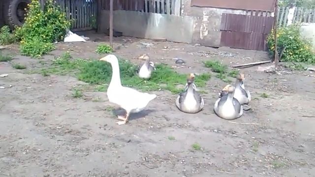 Новая гусыня .. Жизнь на даче .. смотреть онлайн