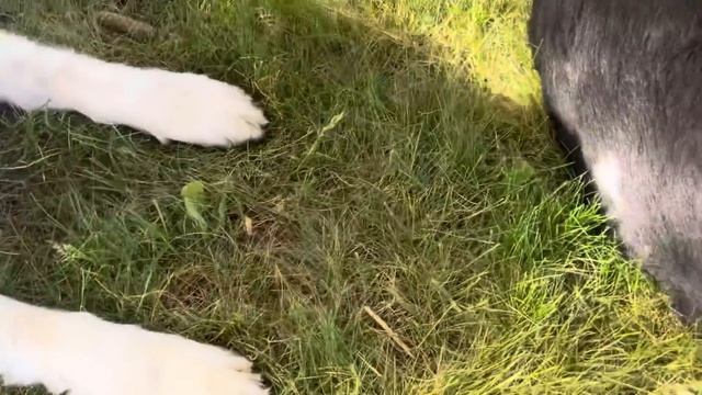 Серия 26. Рози и Кросби . Надеюсь не заключительная ?❤️. смотреть онлайн