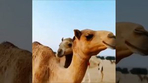 Дубай. Арабские Эмираты. Путешествия. Природа
