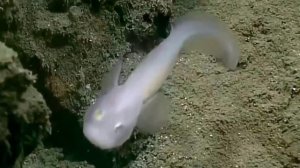 РЫБА - ПРИЗРАК