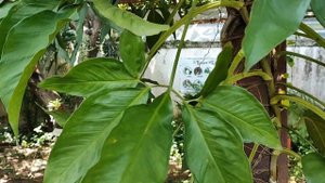 Сингониум ушковатый или сингониум золотистый. Five Fingers Syngonium or Syngonium auritum.