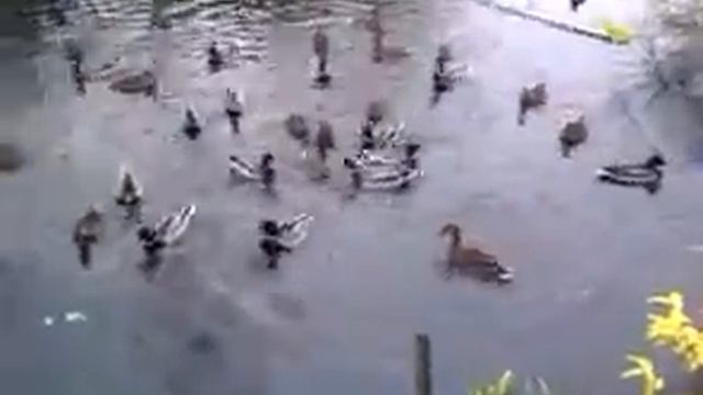 дикие утки на даче кормёшка смотреть онлайн