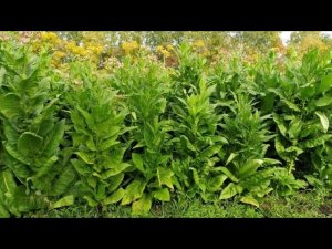 Чудо- плантация табака.Такого, я ещё не видел.