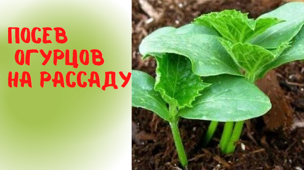 Огурцы посадка рассады Делюсь еще новым японским способом смотреть онлайн