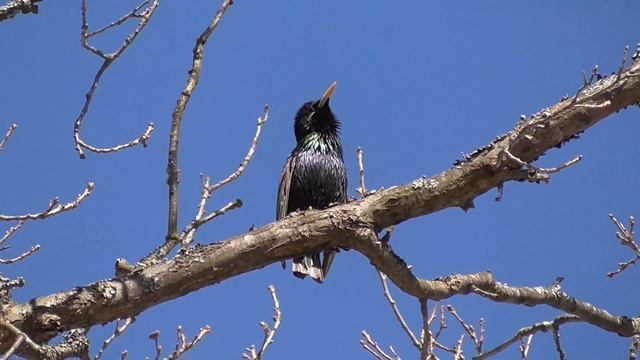 Скворец поет. Весенняя песня скворца! смотреть онлайн