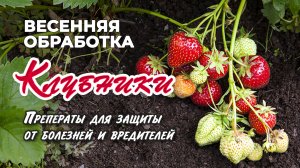 Важная весенняя обработка Клубники от вредителей и болезней