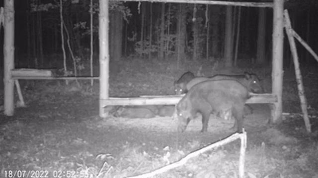 Кабаны на кормушке смотреть онлайн