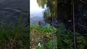 Рыболка в б. Ижоре.