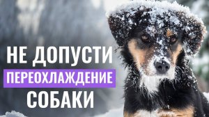 ❄️ЕСЛИ СОБАКА ЗАМЕРЗЛА: Профилактика и ПЕРВАЯ ПОМОЩЬ при переохлаждении и обморожении