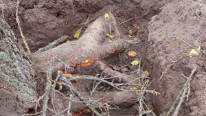 Валю дерево без пня лебёдкой