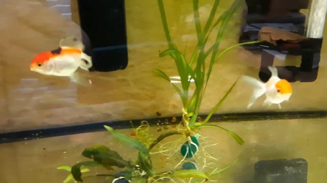 Красные шапочки! смотреть онлайн