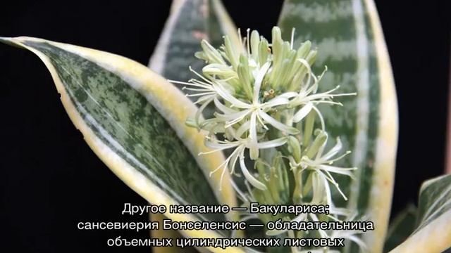 Цветок сансевиерия — виды и сорта, описание смотреть онлайн
