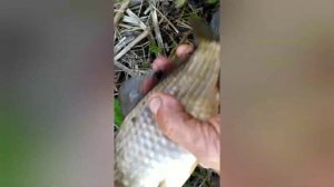 Рыбалка на карася.Поплавок.